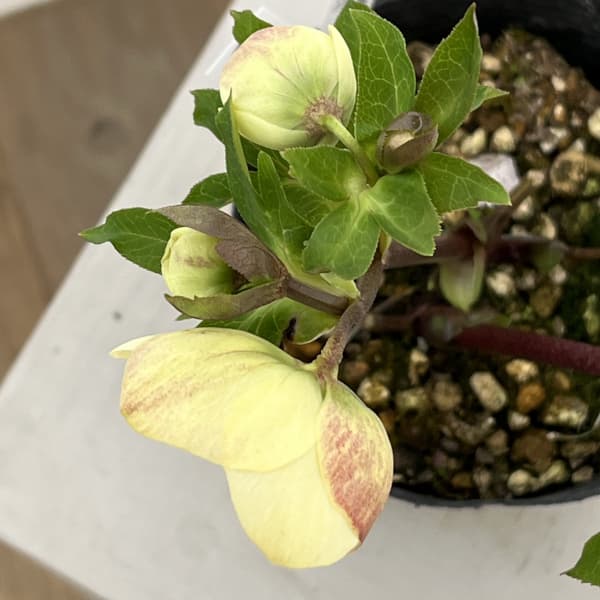 高正園さんのクリスマスローズ:26-63シングル/4.5号ポット【現品販売】(開花終了株)