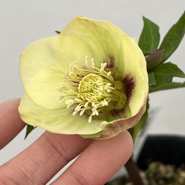 高正園さんのクリスマスローズ:26-63シングル/4.5号ポット【現品販売】(開花終了株)