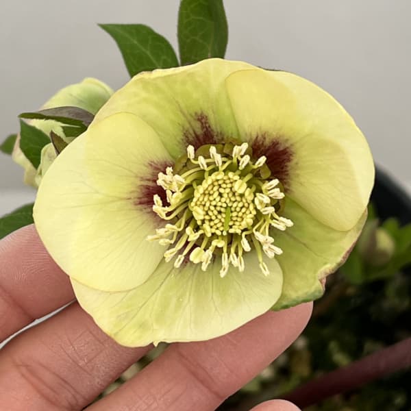 高正園さんのクリスマスローズ:26-63シングル/4.5号ポット【現品販売】(開花終了株)