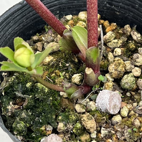 高正園さんのクリスマスローズ:26-63シングル/4.5号ポット【現品販売】(開花終了株)