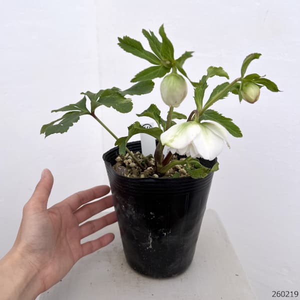 高正園さんのクリスマスローズ:26-64ダブル/4.5号ポット【現品販売】