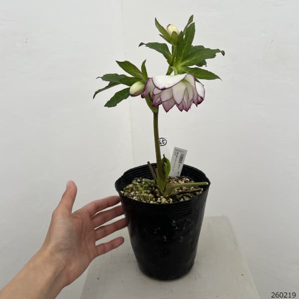 高正園さんのクリスマスローズ：26-65ダブル／4.5号ポット【現品販売】