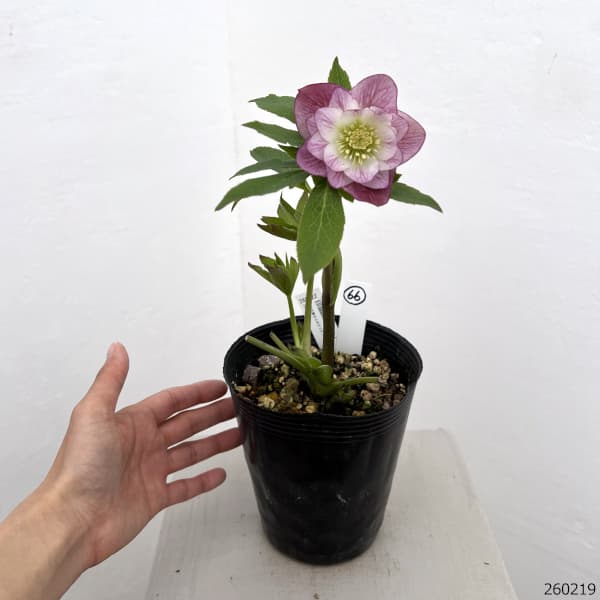 高正園さんのクリスマスローズ：26-66ダブル／4.5号ポット【現品販売】