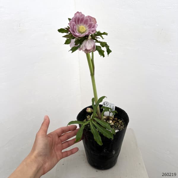 高正園さんのクリスマスローズ：26-67ダブル／4.5号ポット【現品販売】