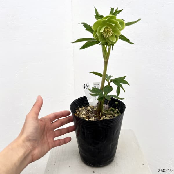 高正園さんのクリスマスローズ:26-68ダブル/4.5号ポット【現品販売】