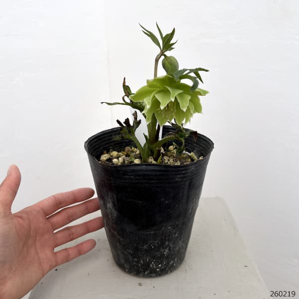 高正園さんのクリスマスローズ:26-69ダブル/4.5号ポット【現品販売】