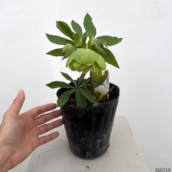 高正園さんのクリスマスローズ：26-70ダブル／4.5号ポット【現品販売】