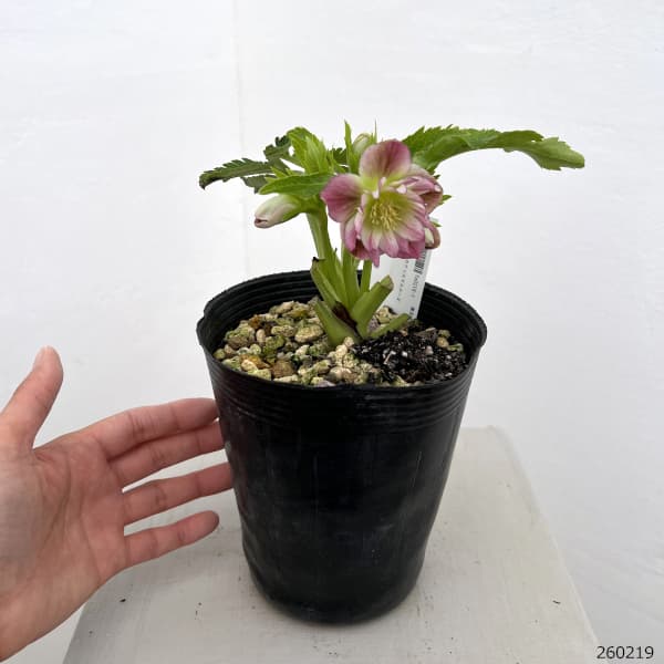 高正園さんのクリスマスローズ:26-71ダブル/4.5号ポット【現品販売】