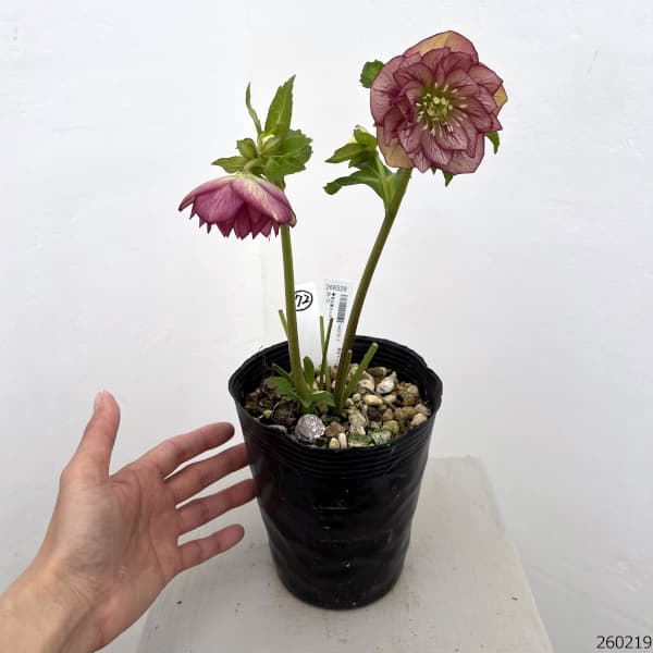 高正園さんのクリスマスローズ:26-72ダブル/4.5号ポット【現品販売】