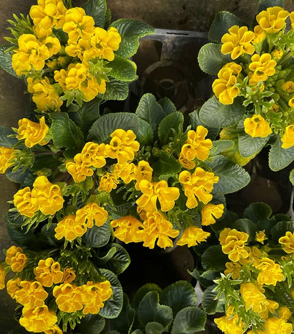 プリムラ ：ハートカクテル　イエロー系　2.5号ポット