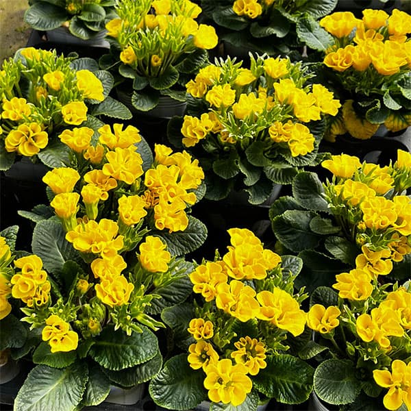 プリムラ ：ハートカクテル　イエロー系　2.5号ポット