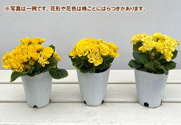 プリムラ :ハートカクテル イエロー系 2.5号ポット