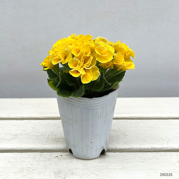 プリムラ :ハートカクテル イエロー系 2.5号ポット