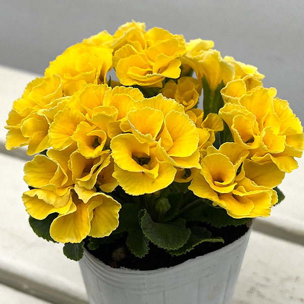 プリムラ :ハートカクテル イエロー系 2.5号ポット