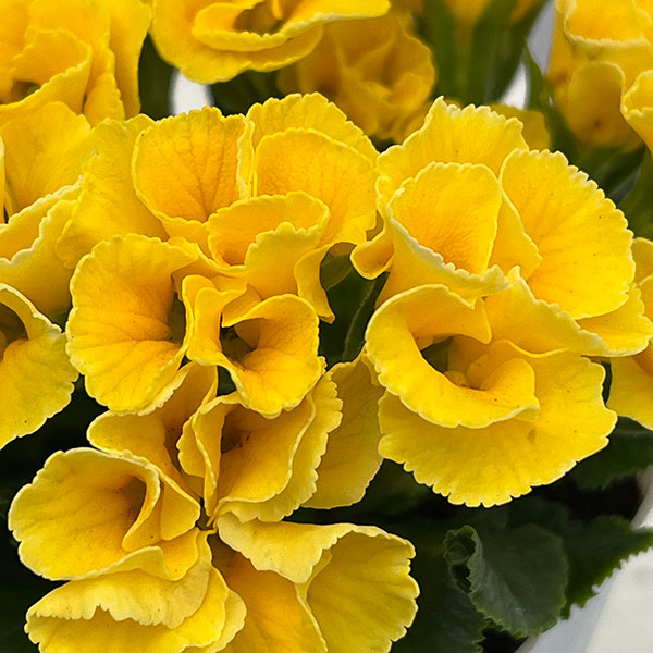 プリムラ :ハートカクテル イエロー系 2.5号ポット