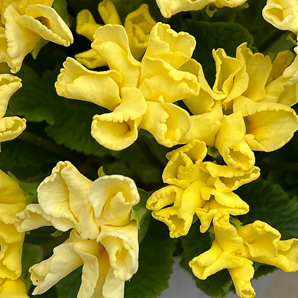 プリムラ :ハートカクテル イエロー系 2.5号ポット