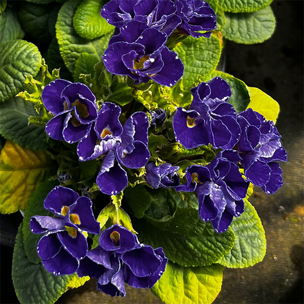 プリムラ ：ハートカクテル　ブルー系　2.5号ポット