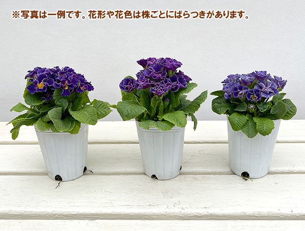 プリムラ :ハートカクテル ブルー系 2.5号ポット