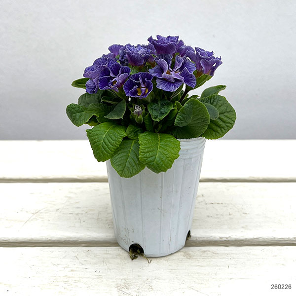 プリムラ :ハートカクテル ブルー系 2.5号ポット