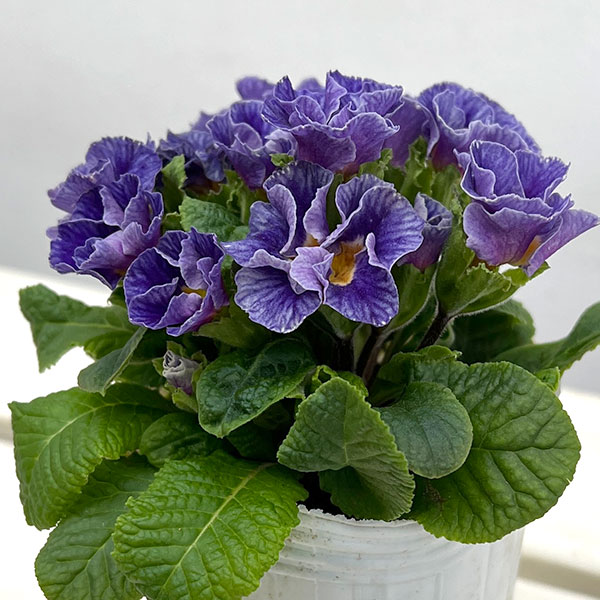 プリムラ :ハートカクテル ブルー系 2.5号ポット