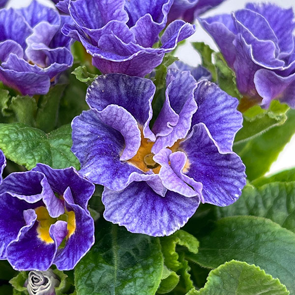 プリムラ :ハートカクテル ブルー系 2.5号ポット