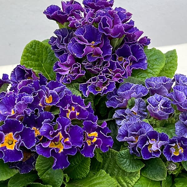 プリムラ :ハートカクテル ブルー系 2.5号ポット