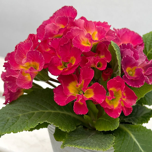 プリムラ ：ハートカクテル　ローズ系　2.5号ポット