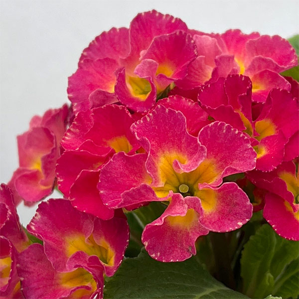 プリムラ ：ハートカクテル　ローズ系　2.5号ポット