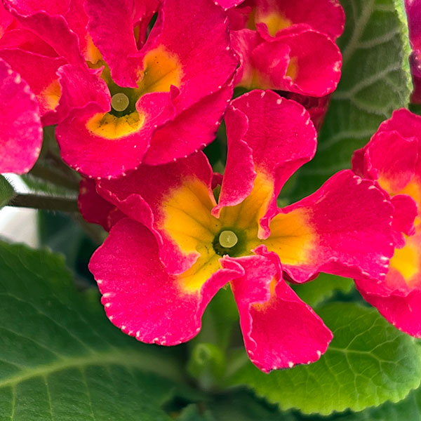 プリムラ ：ハートカクテル　ローズ系　2.5号ポット