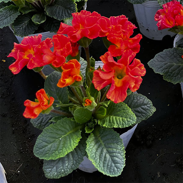 プリムラ ：ハートカクテル　レッド系　2.5号ポット