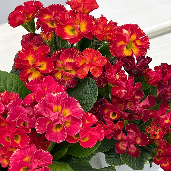 プリムラ :ハートカクテル レッド系 2.5号ポット