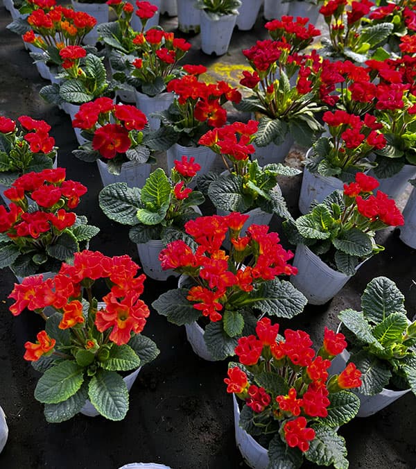 プリムラ ：ハートカクテル　レッド系　2.5号ポット