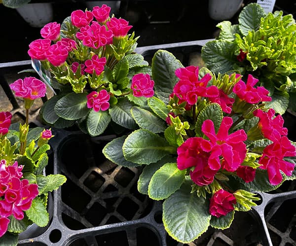 プリムラ ：ハートカクテル　レッド系　2.5号ポット