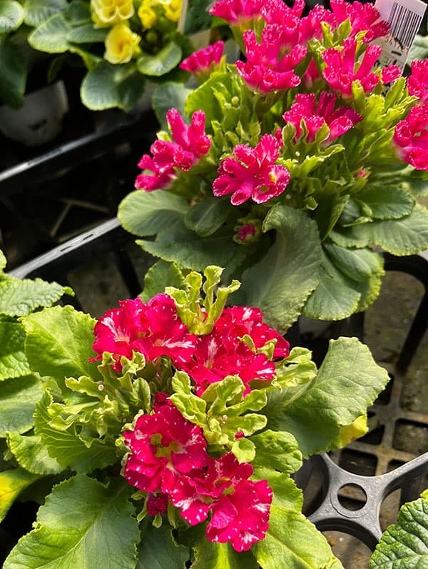 プリムラ ：ハートカクテル　レッド系　2.5号ポット