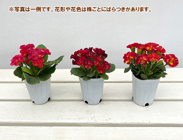 プリムラ :ハートカクテル レッド系 2.5号ポット