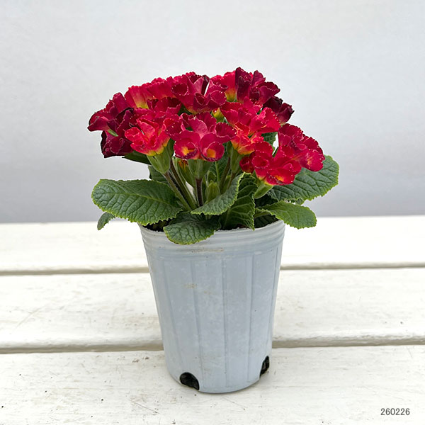 プリムラ :ハートカクテル レッド系 2.5号ポット