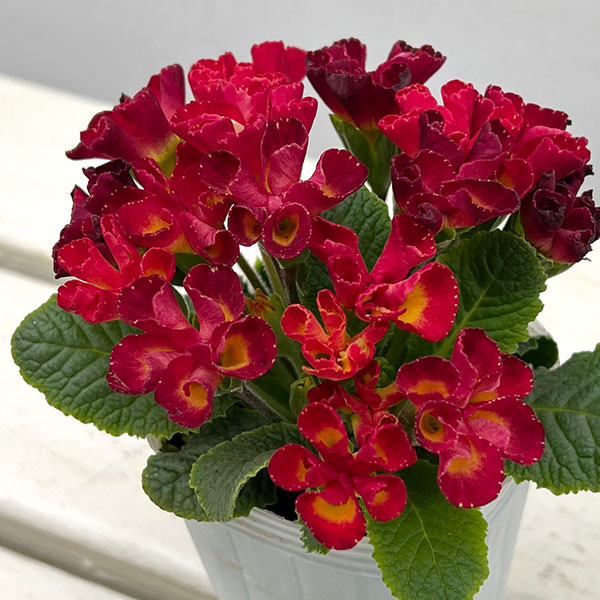 プリムラ :ハートカクテル レッド系 2.5号ポット