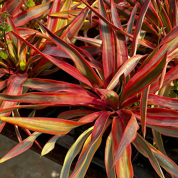 ユッカ：グロリオサ バリエゲイテッド ブライトスター4号ポット