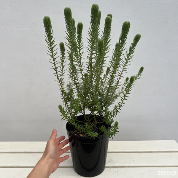 フィリカ プベッセンス：ハイドラ　6号鉢植え