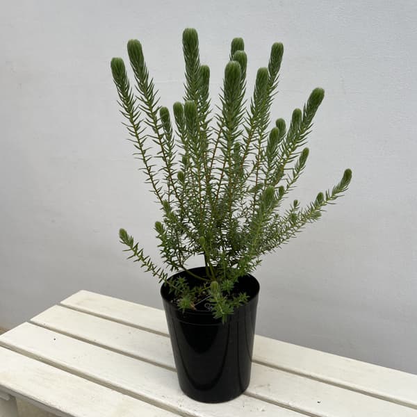 フィリカ プベッセンス：ハイドラ　6号鉢植え