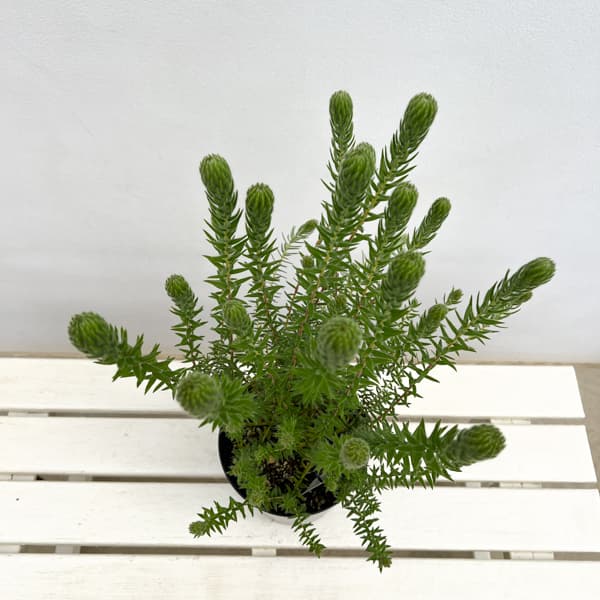 フィリカ プベッセンス：ハイドラ　6号鉢植え