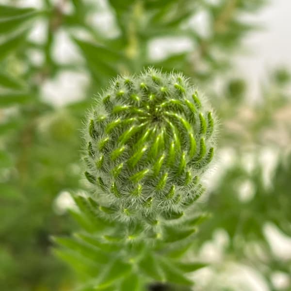 フィリカ プベッセンス：ハイドラ　6号鉢植え