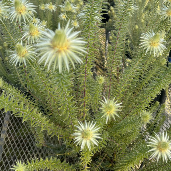フィリカ プベッセンス:ハイドラ 6号鉢植え