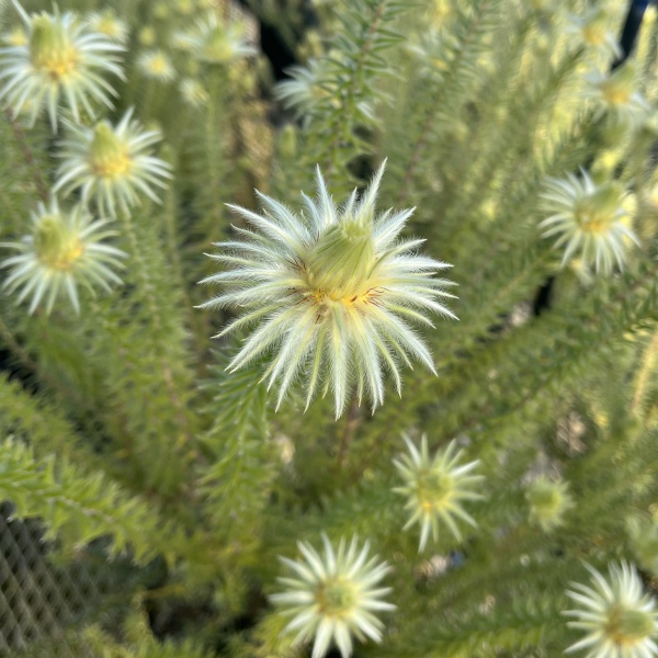 フィリカ プベッセンス:ハイドラ 6号鉢植え