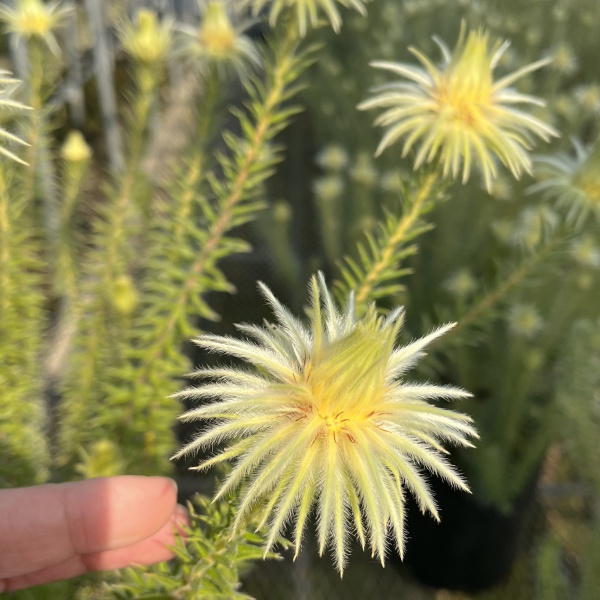 フィリカ プベッセンス:ハイドラ 6号鉢植え