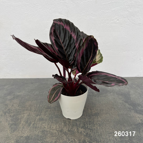 カラテア：プリンセスジェシー4号鉢入り