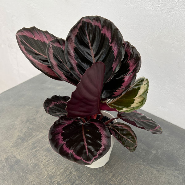 カラテア：プリンセスジェシー4号鉢入り