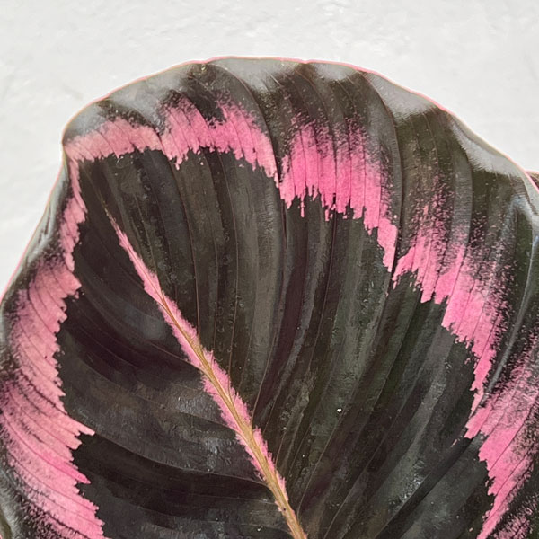 カラテア：プリンセスジェシー4号鉢入り