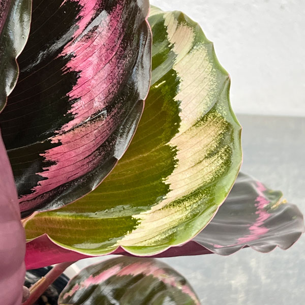 カラテア：プリンセスジェシー4号鉢入り