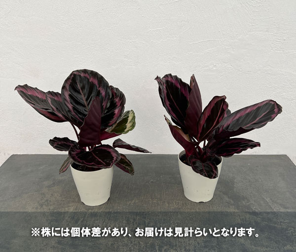 カラテア：プリンセスジェシー4号鉢入り